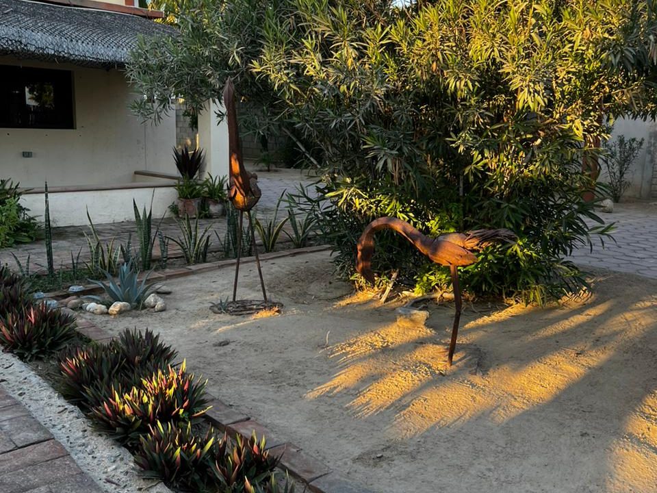 Flamingos (18)